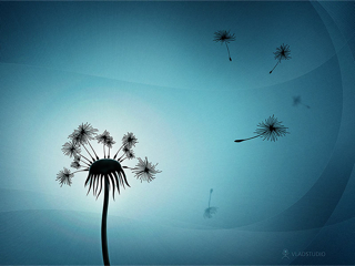 Vladstudio Dandelion 800X600